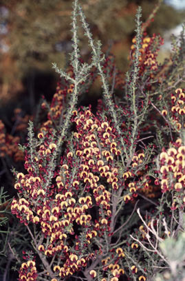 APII jpeg image of Daviesia dielsii  © contact APII