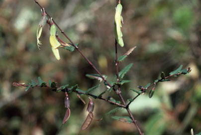 APII jpeg image of Bossiaea dentata  © contact APII