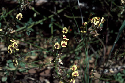 APII jpeg image of Chorizema genistoides  © contact APII