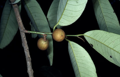 APII jpeg image of Myristica globosa  © contact APII