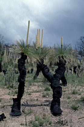 APII jpeg image of Xanthorrhoea glauca subsp. angustifolia  © contact APII