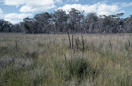 APII jpeg image of Xanthorrhoea resinosa  © contact APII