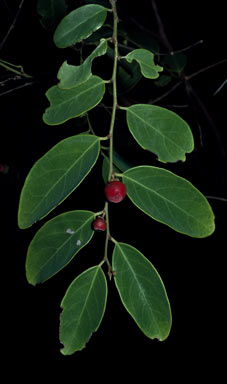 APII jpeg image of Breynia oblongifolia  © contact APII