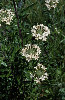 APII jpeg image of Collomia grandiflora  © contact APII