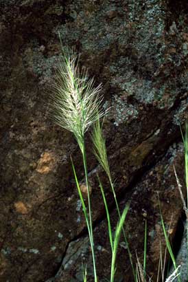 APII jpeg image of Austrostipa scabra subsp. falcata  © contact APII