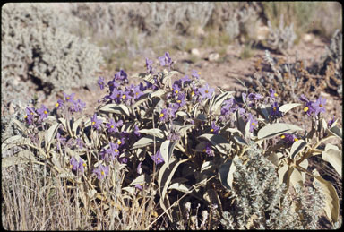 APII jpeg image of Solanum quadriloculatum  © contact APII