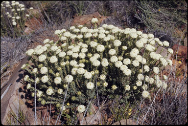 APII jpeg image of Pimelea imbricata var. petraea  © contact APII