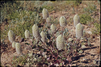 APII jpeg image of Ptilotus nobilis  © contact APII