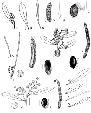 APII jpeg image of Acacia obtusata,<br/>Acacia decora,<br/>Acacia caleyi,<br/>Acacia macnuttiana  © contact APII