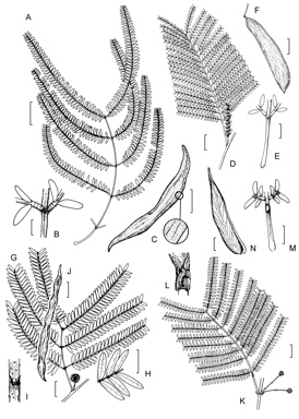 APII jpeg image of Acacia pachyphloia subsp. brevipinnula,<br/>Acacia pallidifolia,<br/>Acacia pachyphloia subsp. pachyphloia,<br/>Acacia sutherlandii  © contact APII