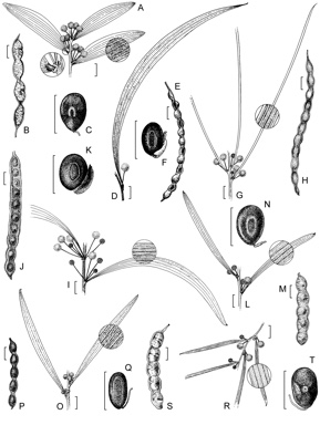 APII jpeg image of Acacia armillata,<br/>Acacia excelsa subsp. excelsa,<br/>Acacia estrophiolata,<br/>Acacia legnota,<br/>Acacia dolichophylla,<br/>Acacia excelsa subsp. angusta,<br/>Acacia johannis  © contact APII