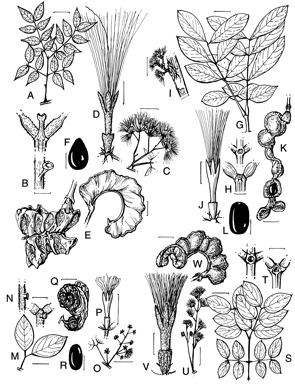 APII jpeg image of Archidendron ramiflorum,<br/>Archidendron whitei,<br/>Archidendron vaillantii,<br/>Archidendron grandiflorum  © contact APII