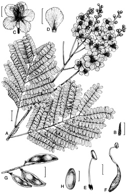 APII jpeg image of Peltophorum pterocarpum  © contact APII