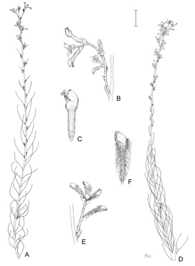 APII jpeg image of Conospermum sigmoideum,<br/>Conospermum filifolium subsp. filifolium  © contact APII