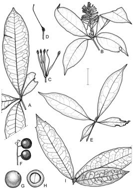 APII jpeg image of Triunia youngiana,<br/>Triunia montana,<br/>Triunia robusta,<br/>Triunia erythrocarpa  © contact APII