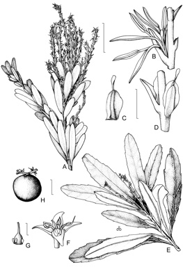 APII jpeg image of Agastachys odorata,<br/>Cenarrhenes nitida  © contact APII