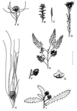 APII jpeg image of Petrophile diversifolia,<br/>Petrophile brevifolia,<br/>Petrophile carduacea,<br/>Petrophile chrysantha,<br/>Petrophile longifolia,<br/>Petrophile plumosa  © contact APII