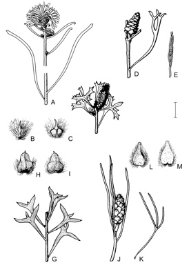 APII jpeg image of Petrophile incurvata,<br/>Petrophile semifurcata,<br/>Petrophile shuttleworthiana,<br/>Petrophile macrostachya,<br/>Petrophile linearis  © contact APII