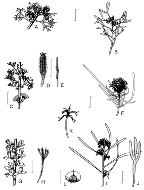 APII jpeg image of Petrophile striata,<br/>Petrophile anceps,<br/>Petrophile serruriae,<br/>Petrophile heterophylla,<br/>Petrophile biloba,<br/>Petrophile squamata  © contact APII