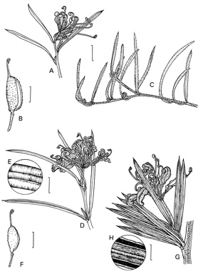 APII jpeg image of Grevillea parviflora subsp. supplicans,<br/>Grevillea neurophylla subsp. neurophylla,<br/>Grevillea parviflora subsp. parviflora,<br/>Grevillea patulifolia  © contact APII