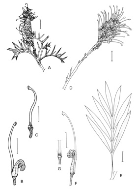 APII jpeg image of Grevillea spinosa,<br/>Grevillea banksii  © contact APII