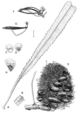 APII jpeg image of Banksia blechnifolia,<br/>Banksia gardneri var. gardneri,<br/>Banksia petiolaris,<br/>Banksia goodii  © contact APII