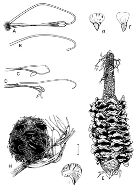 APII jpeg image of Banksia seminuda,<br/>Banksia tricuspis,<br/>Banksia occidentalis,<br/>Banksia grossa,<br/>Banksia sphaerocarpa var. sphaerocarpa  © contact APII