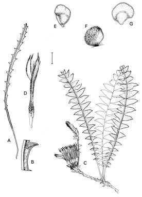 APII jpeg image of Dryandra corvijuga,<br/>Dryandra calophylla,<br/>Dryandra drummondii subsp. hiemalis,<br/>Dryandra pteridifolia subsp. pteridifolia,<br/>Dryandra octotriginta  © contact APII