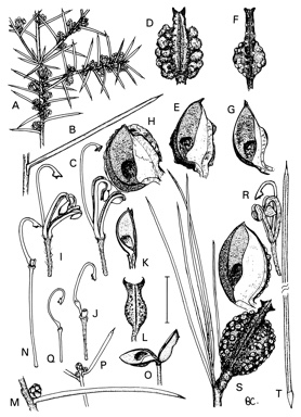 APII jpeg image of Hakea decurrens subsp. platytaenia,<br/>Hakea decurrens subsp. decurrens,<br/>Hakea sericea,<br/>Hakea recurva subsp. recurva,<br/>Hakea macraeana,<br/>Hakea decurrens subsp. physocarpa,<br/>Hakea recurva subsp. arida,<br/>Hakea preissii  © contact APII