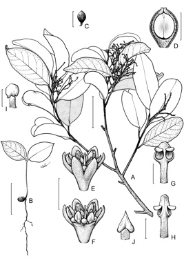 APII jpeg image of Cryptocarya macdonaldii  © contact APII