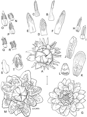 APII jpeg image of Eupomatia barbata,<br/>Eupomatia laurina,<br/>Eupomatia bennettii  © contact APII