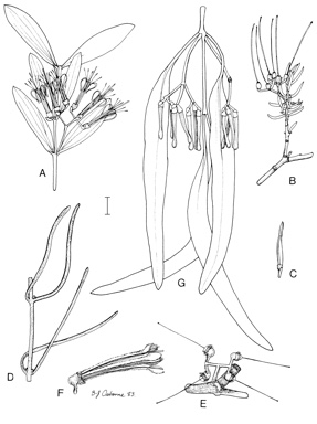 APII jpeg image of Amyema microphyllum,<br/>Amyema miquelii,<br/>Amyema gibberulum var. gibberulum,<br/>Amyema dolichopodum  © contact APII