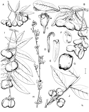 APII jpeg image of Harpullia hillii,<br/>Cossinia australiana,<br/>Harpullia frutescens,<br/>Harpullia rhyticarpa  © contact APII