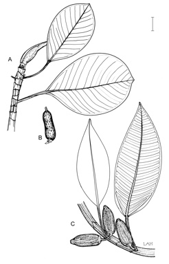 APII jpeg image of Ficus crassipes,<br/>Ficus pleurocarpa  © contact APII