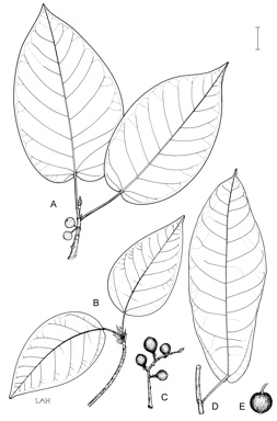 APII jpeg image of Ficus albipila var. albipila,<br/>Ficus racemosa var. racemosa,<br/>Ficus copiosa  © contact APII