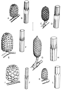 APII jpeg image of Allocasuarina eriochlamys subsp. eriochlamys,<br/>Allocasuarina helmsii,<br/>Allocasuarina eriochlamys subsp. grossa,<br/>Allocasuarina tessellata,<br/>Allocasuarina campestris,<br/>Allocasuarina dielsiana  © contact APII