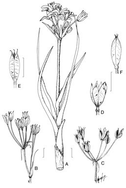 APII jpeg image of Burchardia monantha,<br/>Burchardia rosea,<br/>Burchardia multiflora,<br/>Burchardia bairdiae,<br/>Burchardia umbellata  © contact APII