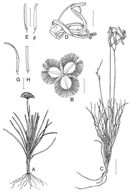 APII jpeg image of Thysanotus manglesianus,<br/>Thysanotus glaucus,<br/>Thysanotus triandrus,<br/>Thysanotus patersonii  © contact APII