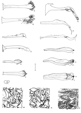 APII jpeg image of Xanthorrhoea drummondii,<br/>Xanthorrhoea acanthostachya,<br/>Xanthorrhoea preissii,<br/>Xanthorrhoea nana  © contact APII