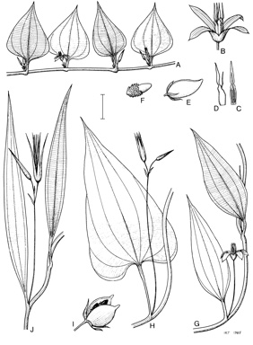 APII jpeg image of Stemona prostrata,<br/>Stemona australiana,<br/>Stemona philippinensis,<br/>Stemona angusta  © contact APII