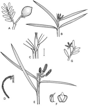 APII jpeg image of Podocarpus dispermus,<br/>Prumnopitys ladei,<br/>Podocarpus spinulosus,<br/>Podocarpus drouynianus,<br/>Podocarpus lawrencei  © contact APII