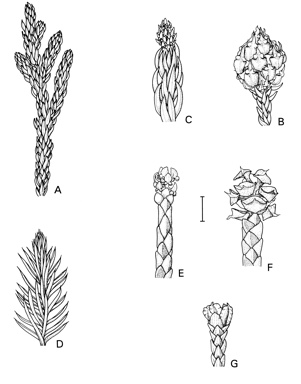 APII jpeg image of Athrotaxis cupressoides,<br/>Athrotaxis selaginoides,<br/>Diselma archeri  © contact APII