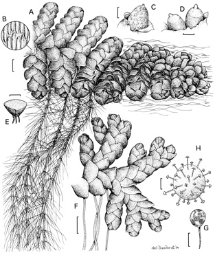 APII jpeg image of Azolla rubra,<br/>Azolla pinnata  © contact APII