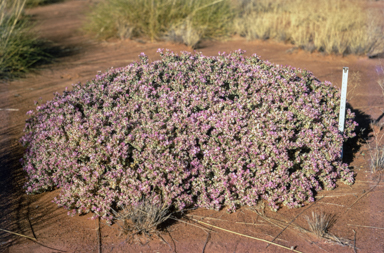 APII jpeg image of Frankenia cordata  © contact APII