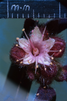 APII jpeg image of Trianthema pilosum  © contact APII