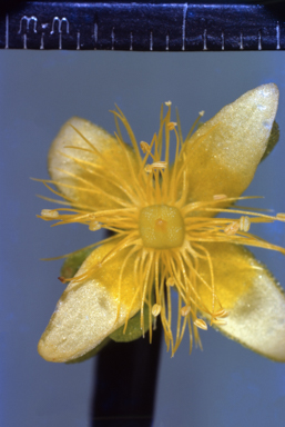 APII jpeg image of Gunniopsis zygophylloides  © contact APII