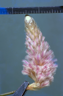 APII jpeg image of Ptilotus calostachyus  © contact APII