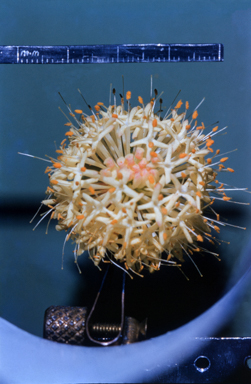 APII jpeg image of Pimelea ligustrina  © contact APII