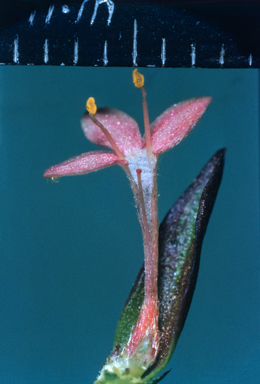 APII jpeg image of Pimelea linifolia  © contact APII