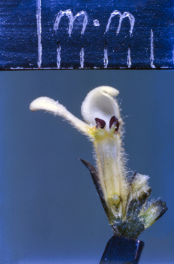 APII jpeg image of Conospermum  © contact APII